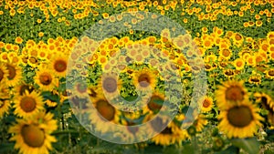 Sunflower field in the early morning light