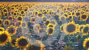 Sunflower field in the early morning at sunrise. Wonderful panoramic view
