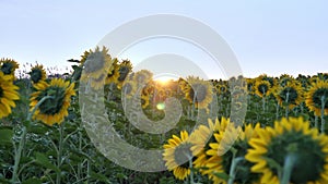 Sunflower field in the early morning at sunrise. Wonderful panoramic view