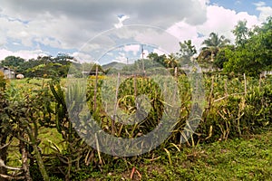 Sunflower field in El Cobre village, Cu