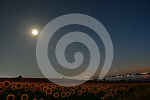 Sunflower field extends under the starry sky
