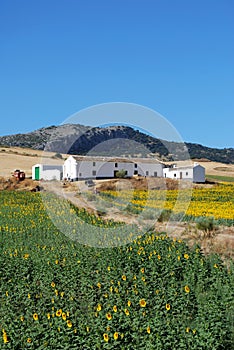 Sunflower field, Andalusia, Spain. photo