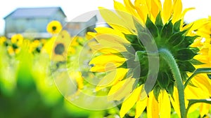 Sunflower field farm, nature, flowers, agriculture, garden, yellow