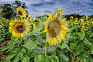 Sunflower field on a farm somewhere in south carolina usa