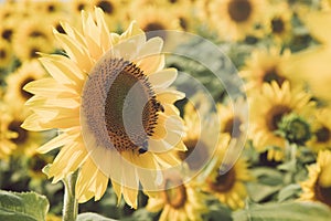 Sunflower field at the farm