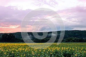 Sunflower field on the farm at sunset after the storms