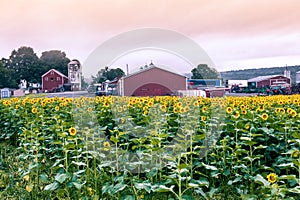 Sunflower field on the farm at sunset after the storms