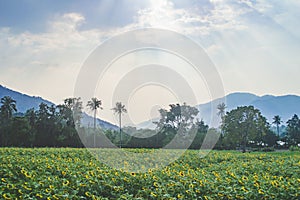 Sunflower field filled with yellow sunflowers sky and mountain background