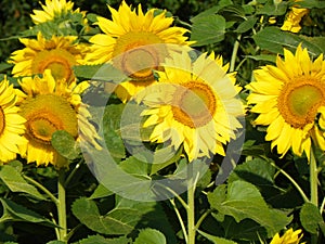 Sunflower field in the FingerLakes region in NYS