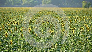 Sunflower field and forest landscape, beautiful nature in summer and bright sun