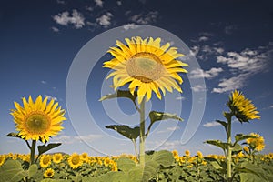 Sunflower field in the Free State Province of South Africa