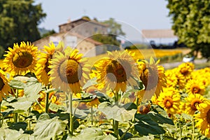 Sunflower field in French countryside, village houses in the background. Provence, France.