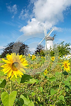 Sunflower field in front of historic windmill