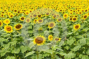 Sunflower field at full bloom