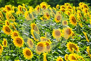 Sunflower Field in Full Bloom