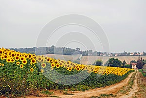 Sunflower field in full bloom in French countryside. Road to farmhouse.