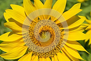 Sunflower field on geen leaf background