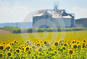 Sunflower Field and Grain Silos