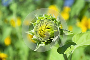 Sunflower field on green leaves background