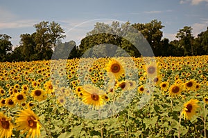 Sunflower Field