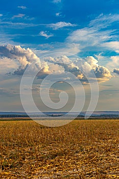 Sunflower field after harvest with clouds and blue sky - portrait
