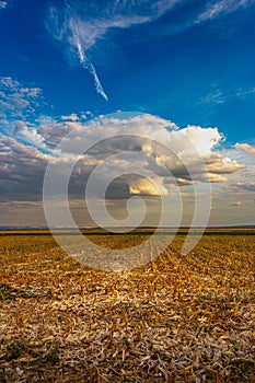 Sunflower field after harvest with clouds and blue sky - portrait 3