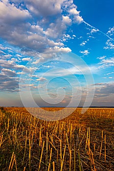Sunflower field after harvest with clouds at sunset - portrait