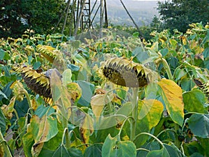 Sunflower field before harvesting