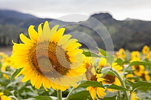 Sunflower Field Hawaii
