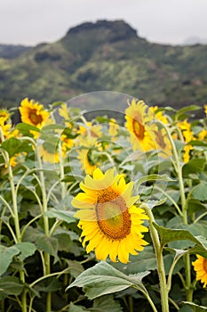 Sunflower Field Hawaii