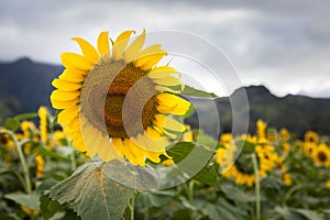 Sunflower Field Hawaii