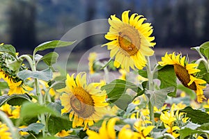 Sunflower Field Hawaii