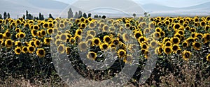 Sunflower field header