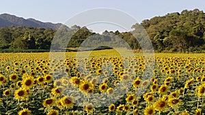 Blooming field of Sunflower