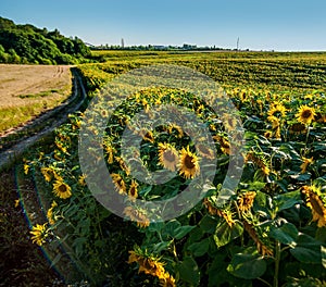 sunflower field, hills from above, yellow rows, flashes of light