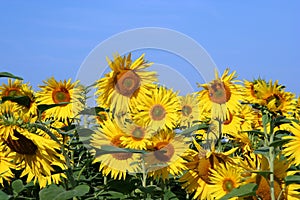 Sunflower field III