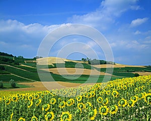 Sunflower field in Italy