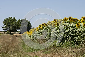 Sunflower field in July, bordered by a tree lined path, on a sunny, warm day