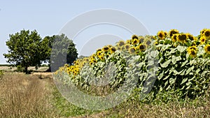 Sunflower field in July, bordered by a tree lined path, on a sunny, warm day