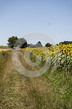 Sunflower field in July, bordered by a tree lined path, on a sunny, warm day