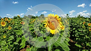 Sunflower Field - Kenosha, Wisconsin