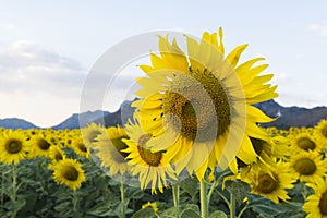 Sunflower field at Khao Chin Lae, Lopburi, Thailand