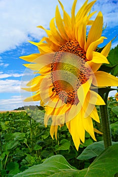 Sunflower field landscape