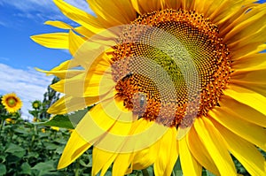 Sunflower field landscape