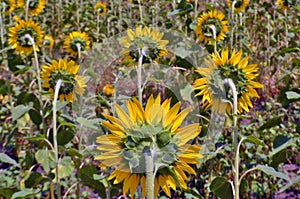 Sunflower field landscape. Back view.