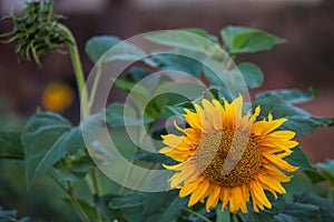 Sunflower field and landscape in evening.