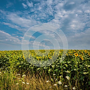 Sunflower landscape with flowers facing the sun