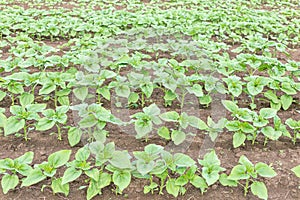 Sunflower field landscape. Fresh photography of green plants of the sunflowers at a clear rainy spring day