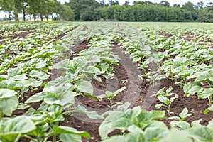 Sunflower field landscape. Fresh photography of green plants of the sunflowers at a clear rainy spring day