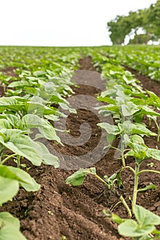 Sunflower field landscape. Fresh photography of green plants of the sunflowers at a clear rainy spring day